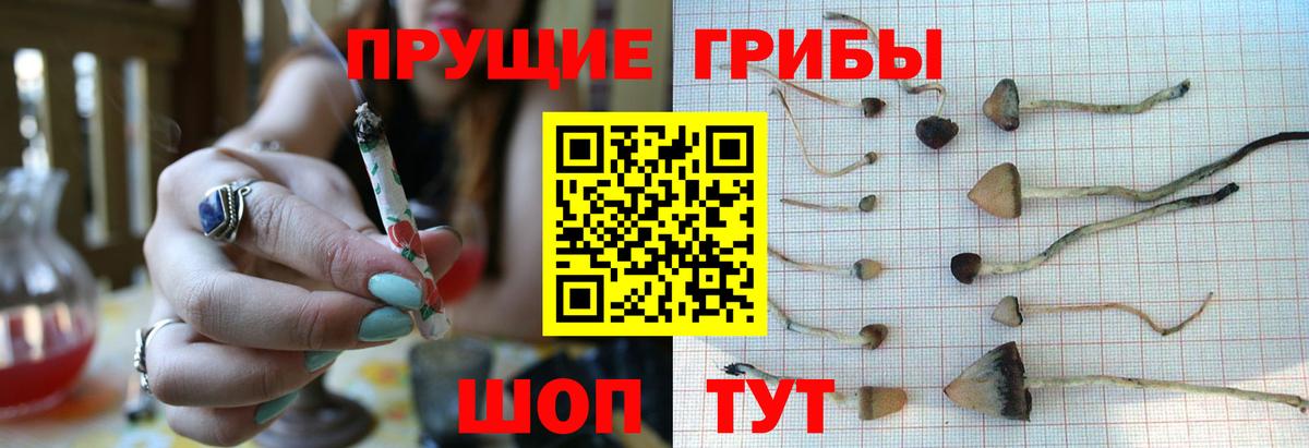 Мытищи  Псилоцибиновые грибы Cubensis  Вход с VPN  Псилоцибиновые грибы MAGIC MUSHROOMS 